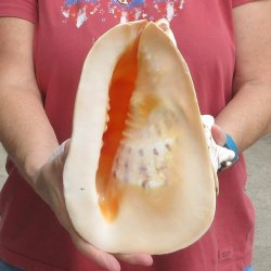 Real Yellow Helmet sea shell 9-3/4 inches -  $18