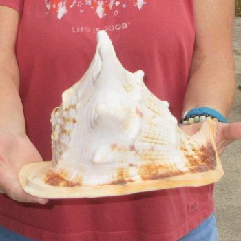 Real Yellow Helmet sea shell 9-3/4 inches -  $18