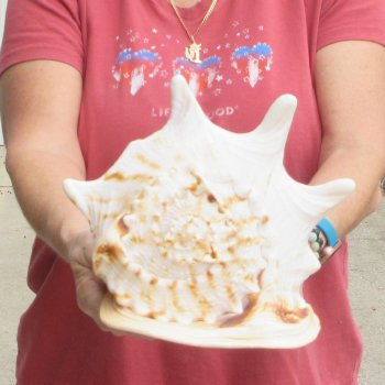 Real Yellow Helmet sea shell 9-3/4 inches -  $18