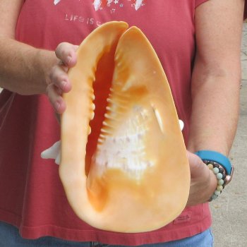 Real Yellow Helmet sea shell 9-3/4 inches -  $18