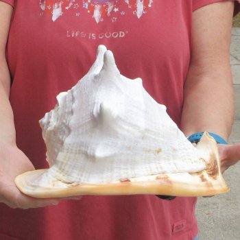 Real Yellow Helmet sea shell 9-3/4 inches -  $18