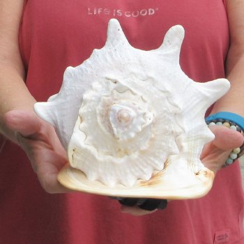 Real Yellow Helmet sea shell 9-3/4 inches -  $18