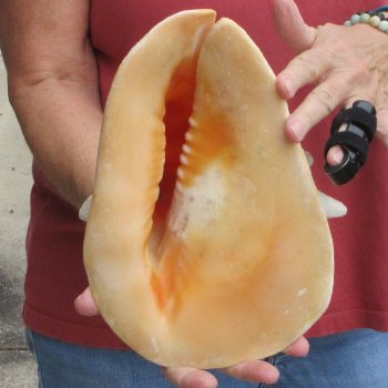 Real Yellow Helmet sea shell 9-3/4 inches -  $18