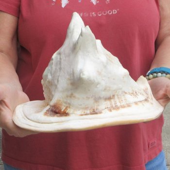 Real Yellow Helmet sea shell 9-3/4 inches -  $18