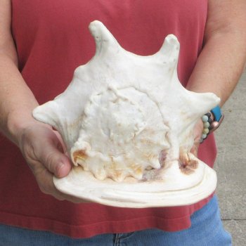 Real Yellow Helmet sea shell 9-3/4 inches -  $18