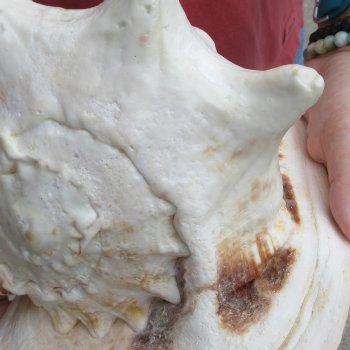 Real Yellow Helmet sea shell 9-3/4 inches -  $18