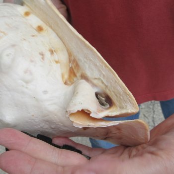 Real Yellow Helmet sea shell 9-3/4 inches -  $18