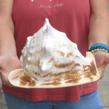 Real Yellow Helmet sea shell 9-3/4 inches -  $18