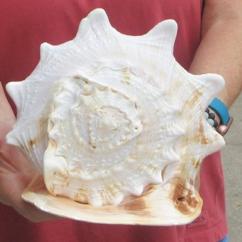 Real Yellow Helmet sea shell 9-3/4 inches -  $18