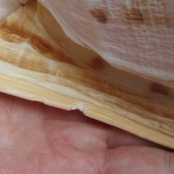 Real Yellow Helmet sea shell 9-3/4 inches -  $18