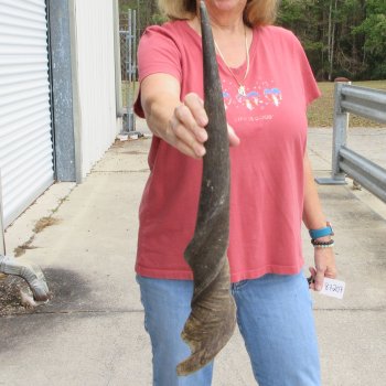  29 inch Male Eland horn for Sale $45