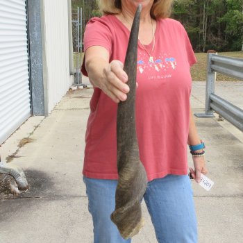  29 inch Male Eland horn for Sale $45