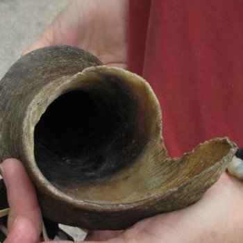  29 inch Male Eland horn for Sale $45