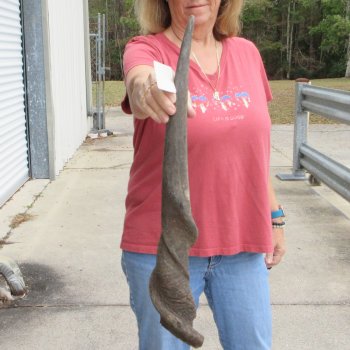  29 inch Male Eland horn for Sale $45