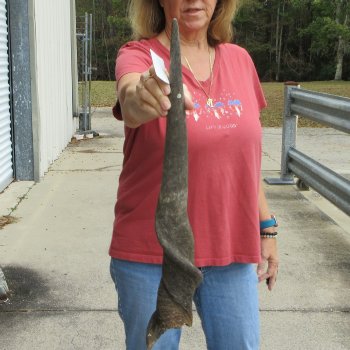  29 inch Male Eland horn for Sale $45