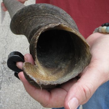  29 inch Male Eland horn for Sale $45