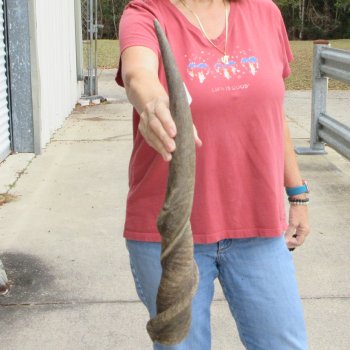  30 inch Male Eland horn for Sale $45