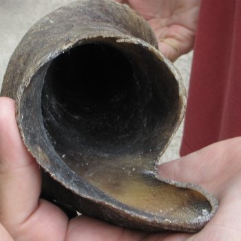  30 inch Male Eland horn for Sale $45