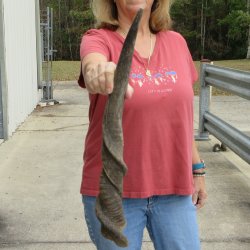  29 inch Male Eland horn for Sale $45
