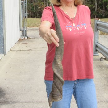  29 inch Male Eland horn for Sale $45