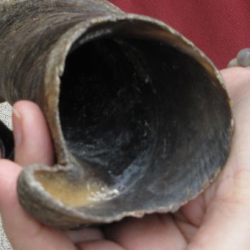  29 inch Male Eland horn for Sale $45