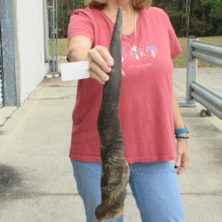  29 inch Male Eland horn for Sale $45