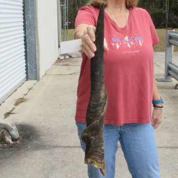  29 inch Male Eland horn for Sale $45