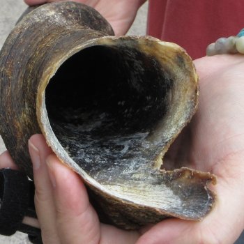  29 inch Male Eland horn for Sale $45