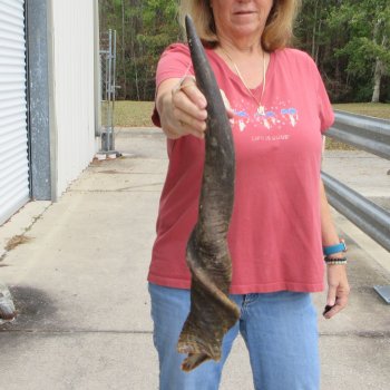  29 inch Male Eland horn for Sale $45