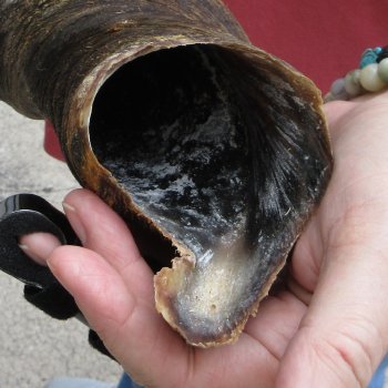  29 inch Male Eland horn for Sale $45