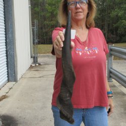  29 inch Male Eland horn for Sale $45