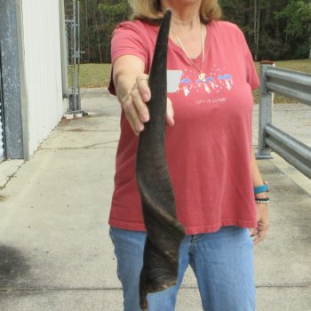  29 inch Male Eland horn for Sale $45