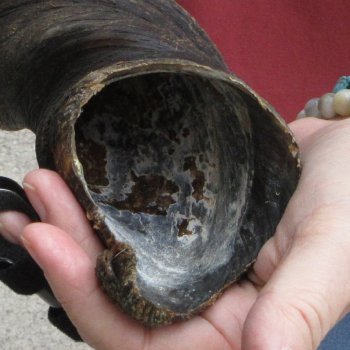  29 inch Male Eland horn for Sale $45