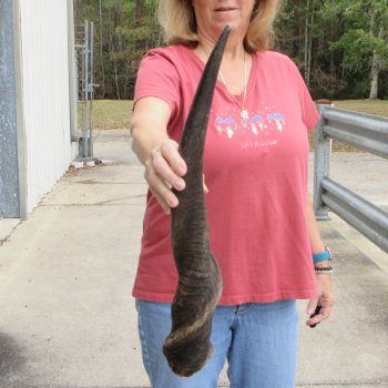  29 inch Male Eland horn for Sale $45