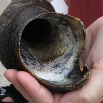  29 inch Male Eland horn for Sale $45