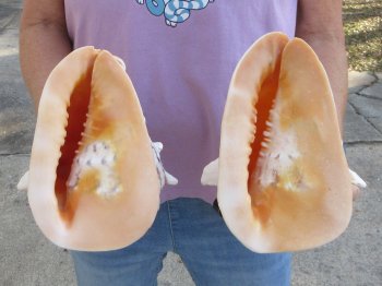 2pc lot of 8" yellow helmet seashells - $25