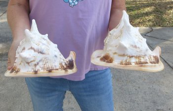 2pc lot of 8" yellow helmet seashells - $25