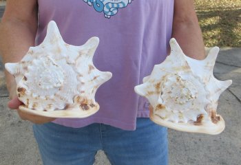 2pc lot of 8" yellow helmet seashells - $25