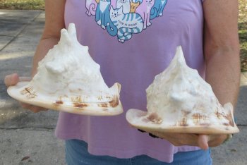 2pc lot of 8" yellow helmet seashells - $25