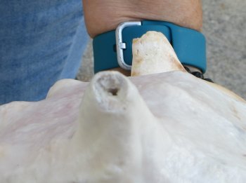 2pc lot of 8" yellow helmet seashells - $25