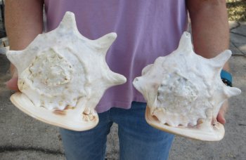 2pc lot of 8" yellow helmet seashells - $25