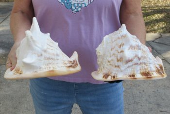 2pc lot of 8" yellow helmet seashells - $25