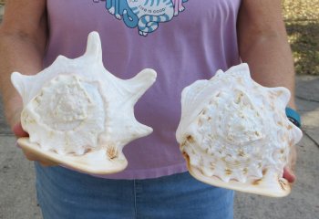 2pc lot of 8" yellow helmet seashells - $25