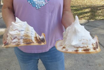 2pc lot of 8" yellow helmet seashells - $25