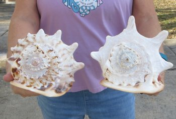 2pc lot of 8" yellow helmet seashells - $25