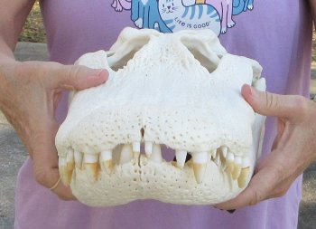  Real Florida Alligator Skull, 17-1/2 inches, for $185