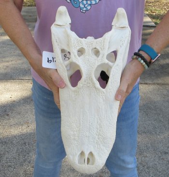  Real Florida Alligator Skull, 17-1/2 inches, for $185