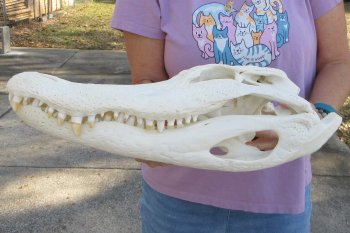  Real Florida Alligator Skull, 17-1/2 inches, for $185