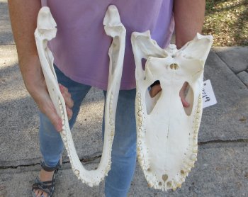  Real Florida Alligator Skull, 17-1/2 inches, for $185