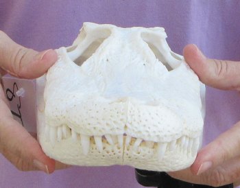  Real Florida Alligator Skull, 11 inches, for $95